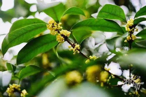 折枝桂最新爆料,娱乐圈幕后风云再起